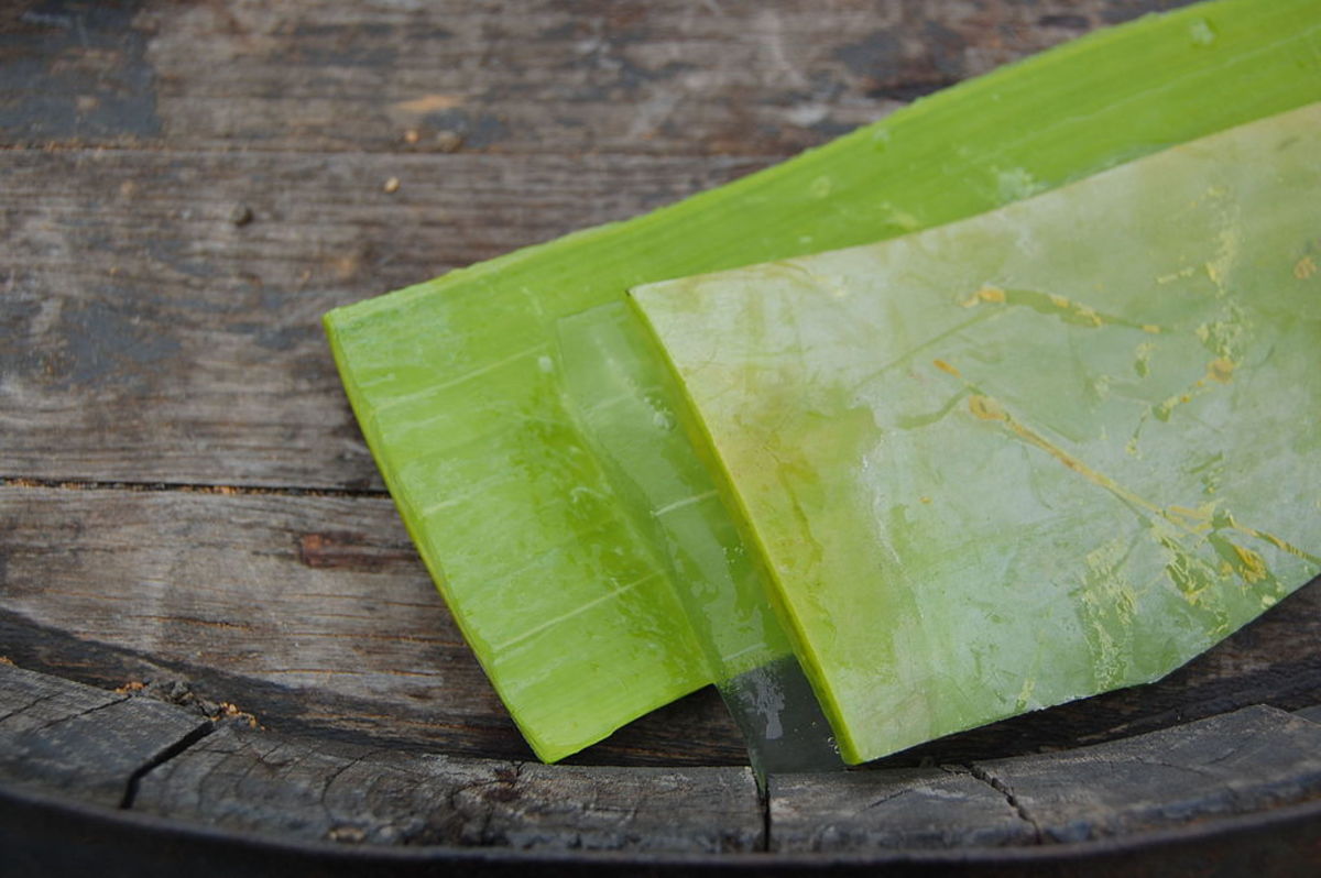 An aloe vera leaf with its natural gel visible.