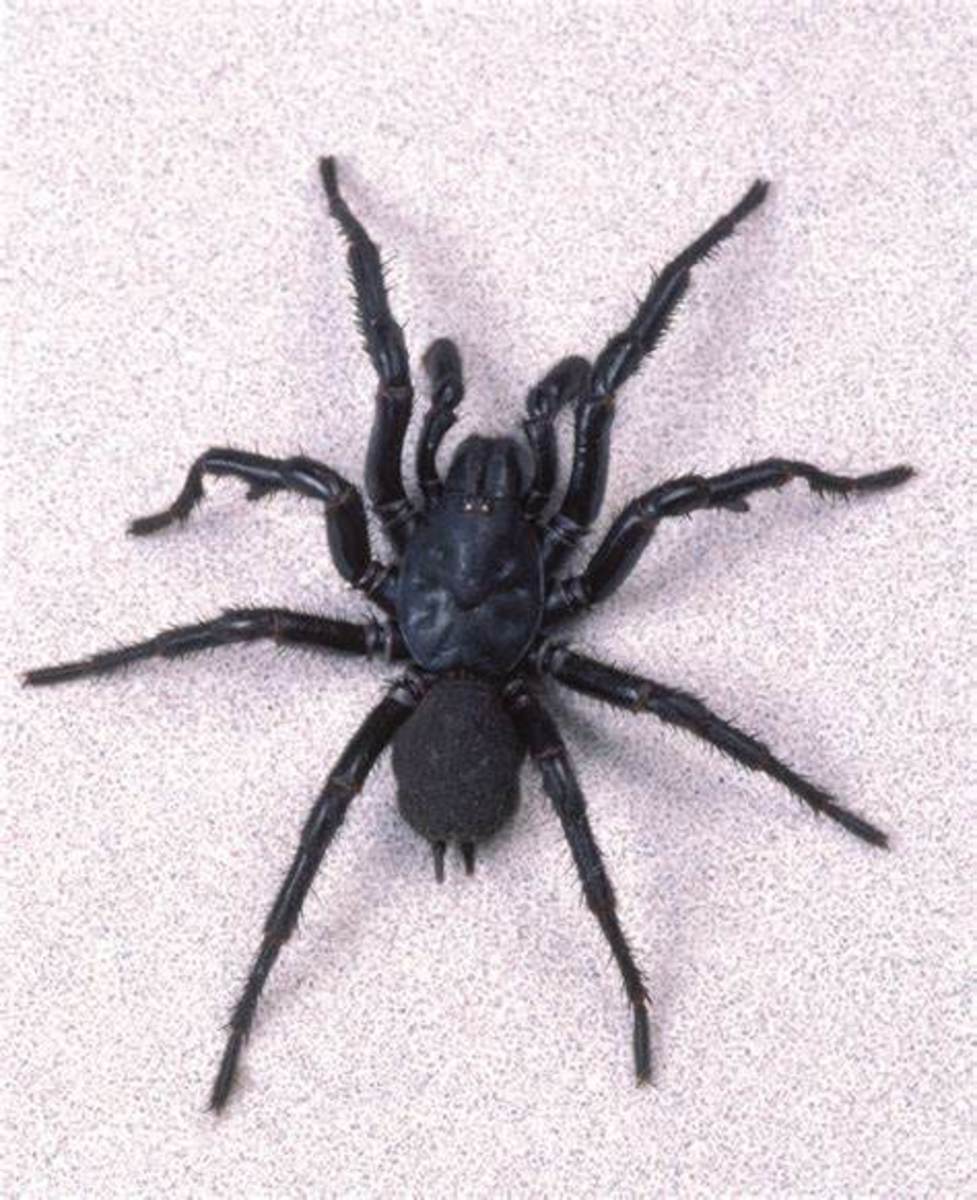 5 Most Poisonous Spiders in the World