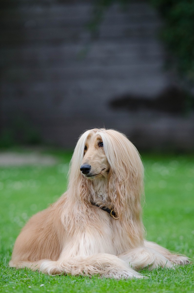 An Afghan hound with hair that is both a honey color, and cream, soaking up some sunshine.