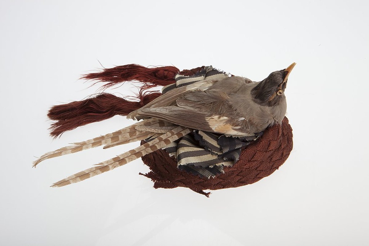 Hat decorated with dead bird circa 1870 - 1880