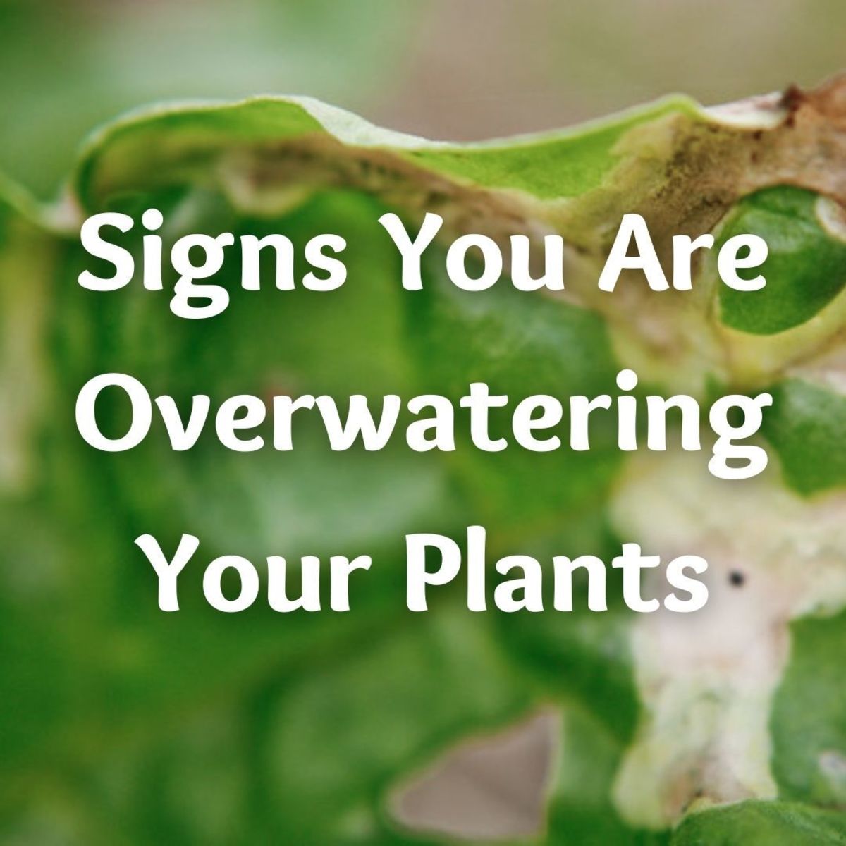 Brown and Crunchy Leaf Tips & Other Signs of Overwatering