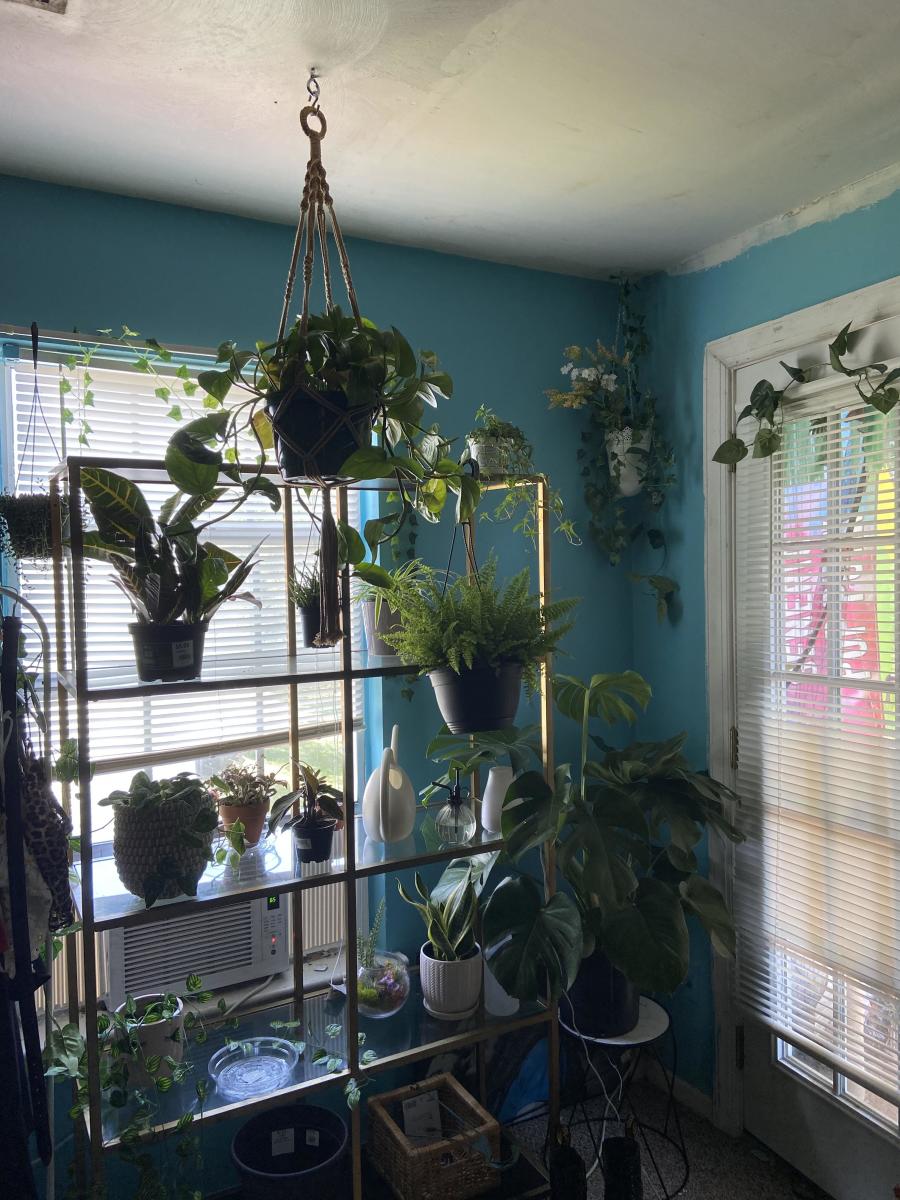 Do Plants Have Feelings? HubPages