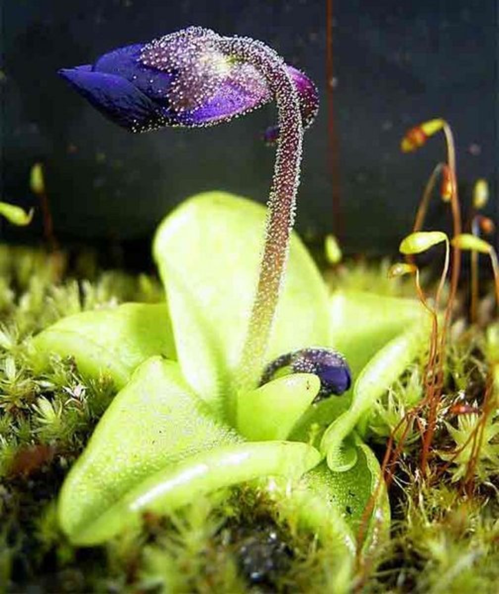 wonderful-insect-eating-carnivorous-plants