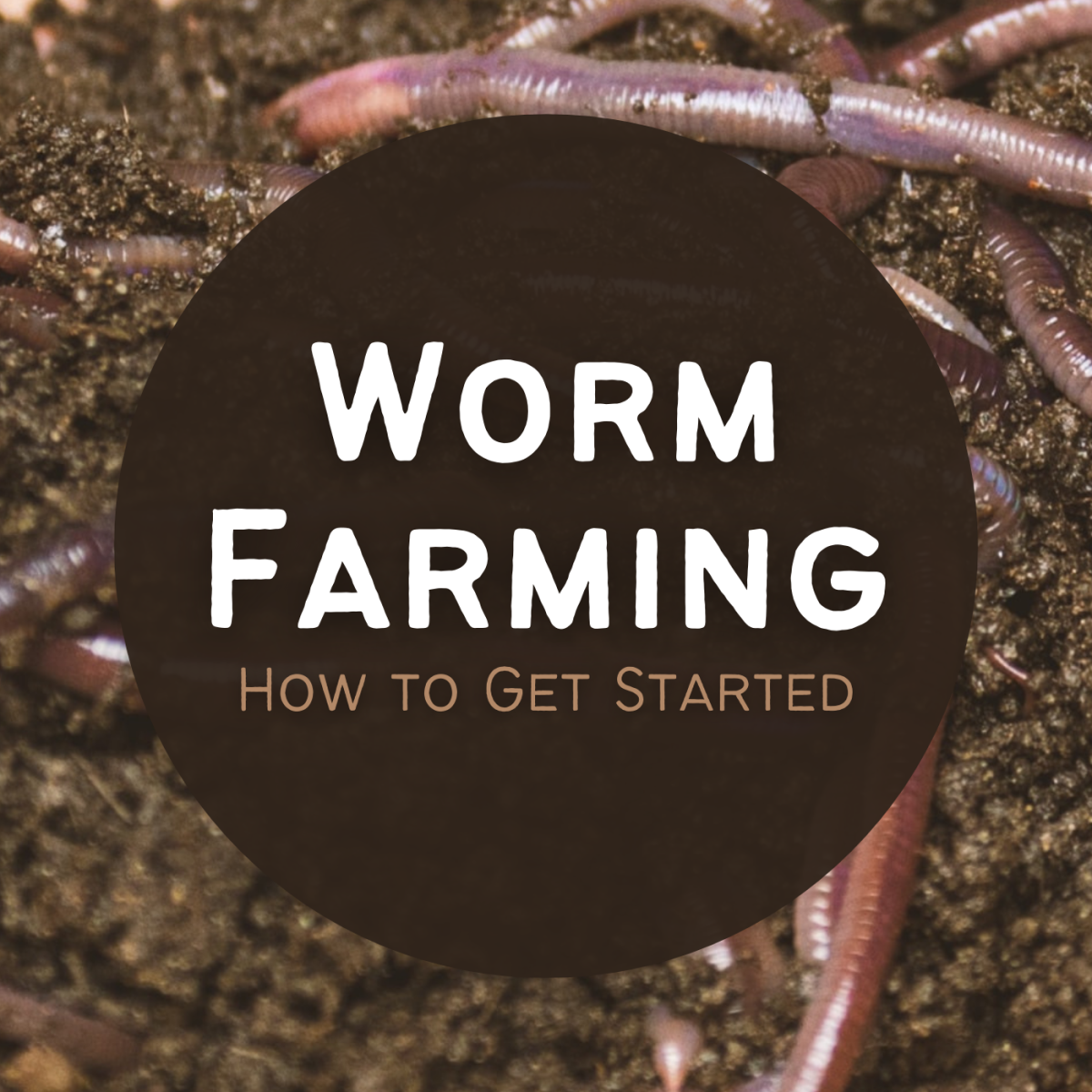 Learn how to start your own worm composting bin.