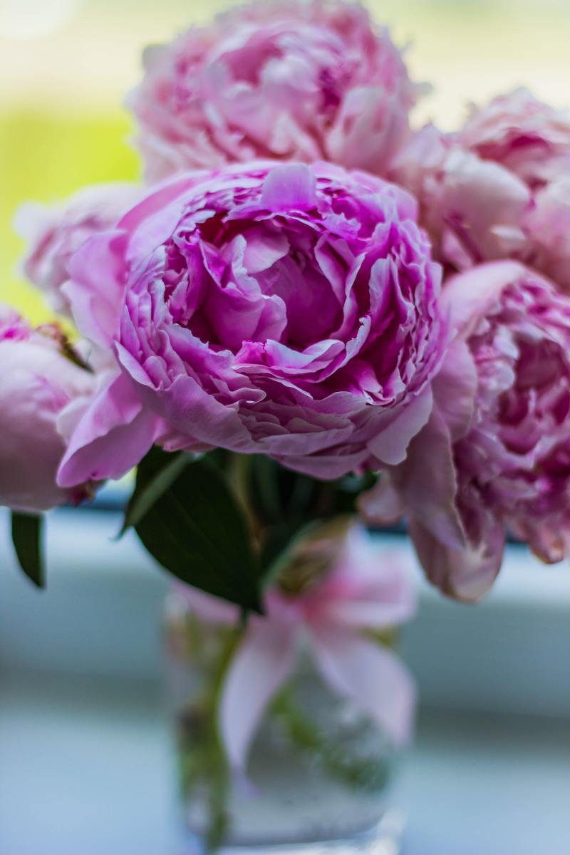 Bring your garden indoors with fresh peony cuttings.