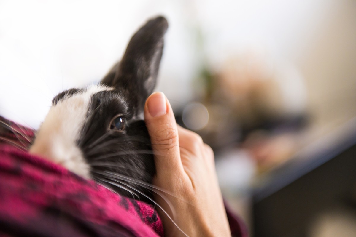 Five Common Rabbit Illnesses