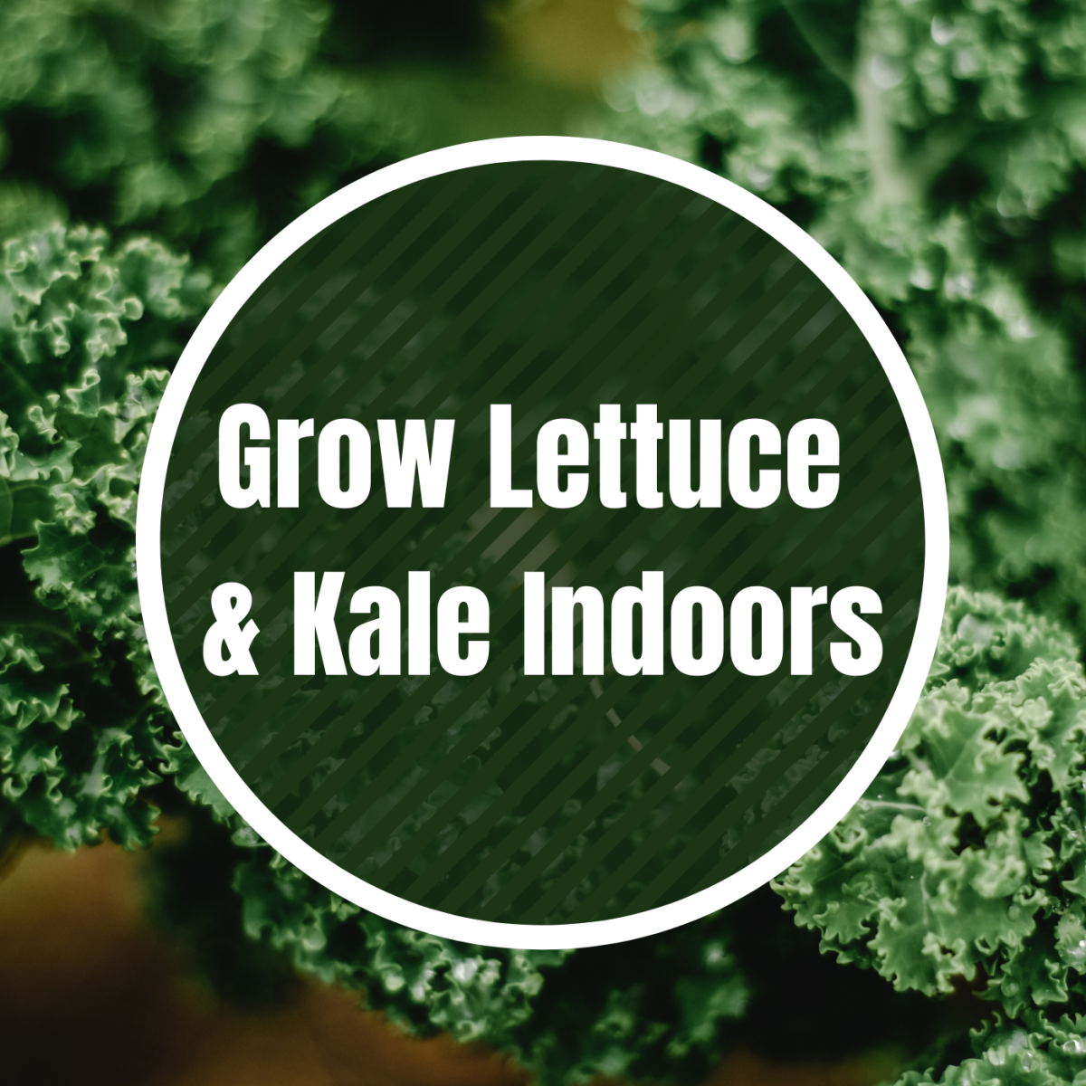 Grow lettuce and kale indoors.