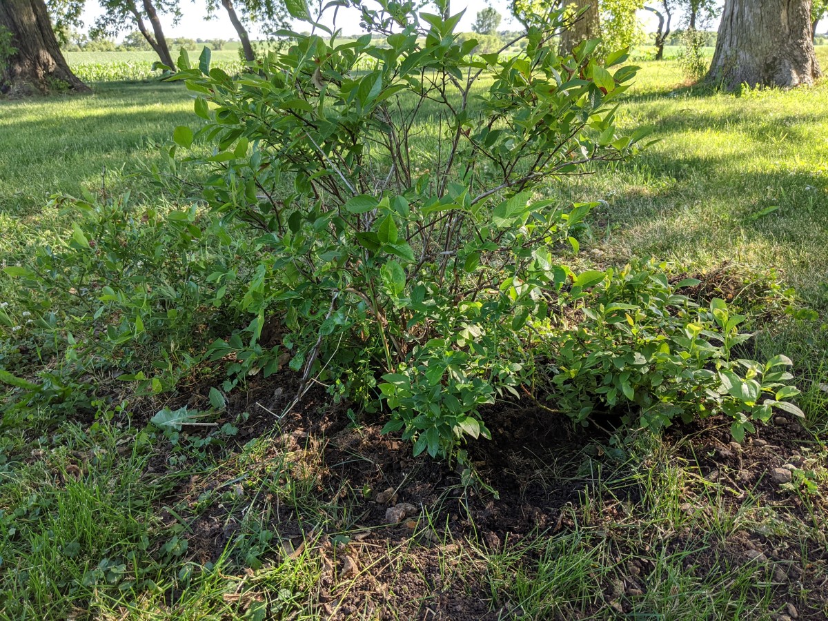 blueberry-patch-growing-wider