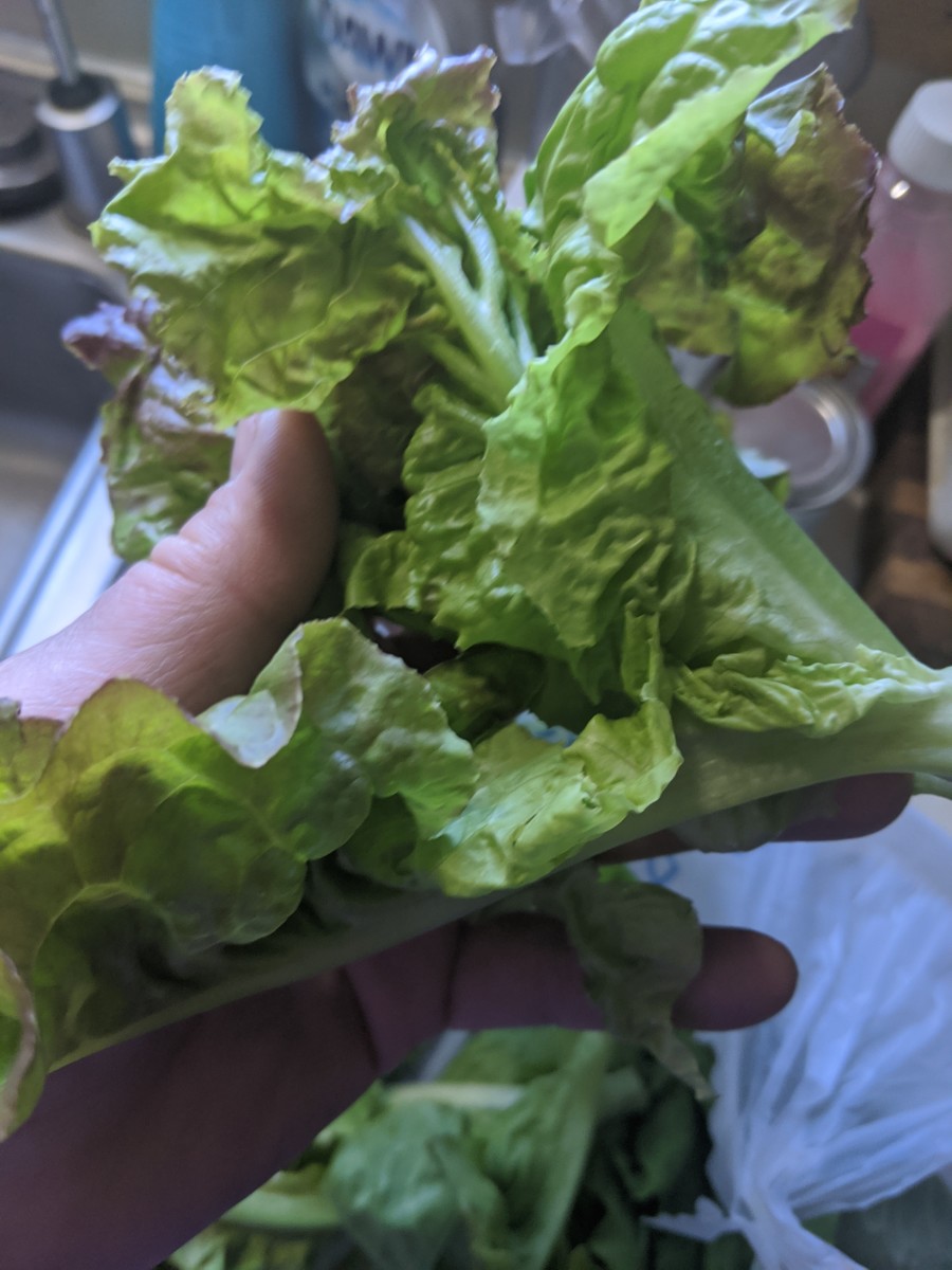 Fresh lettuce from garden