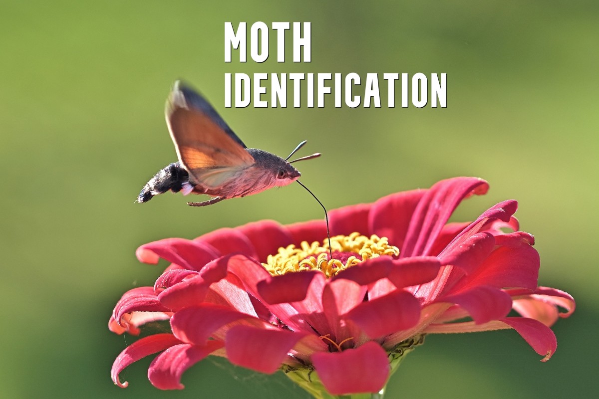 Clothes Moths Identification Guide