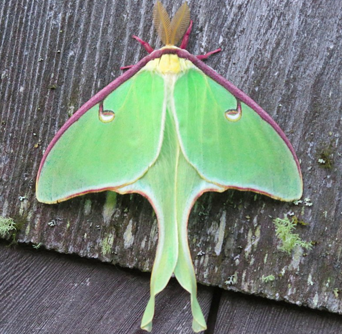 https://images.saymedia-content.com/.image/t_share/MTgyNDA5MDUwOTg4NzUwMTUy/moth-identification.png