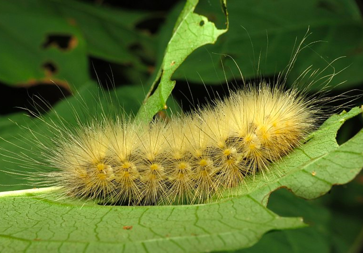 Moth Identification Guide (With Photos) - Owlcation