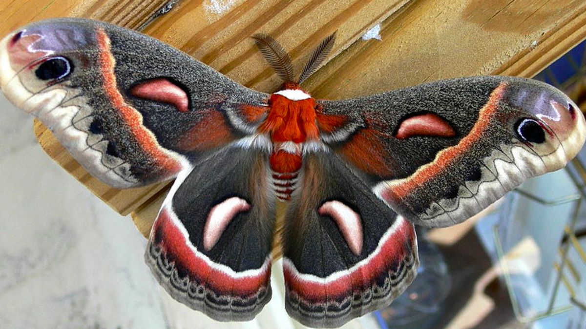 Cecropia moth