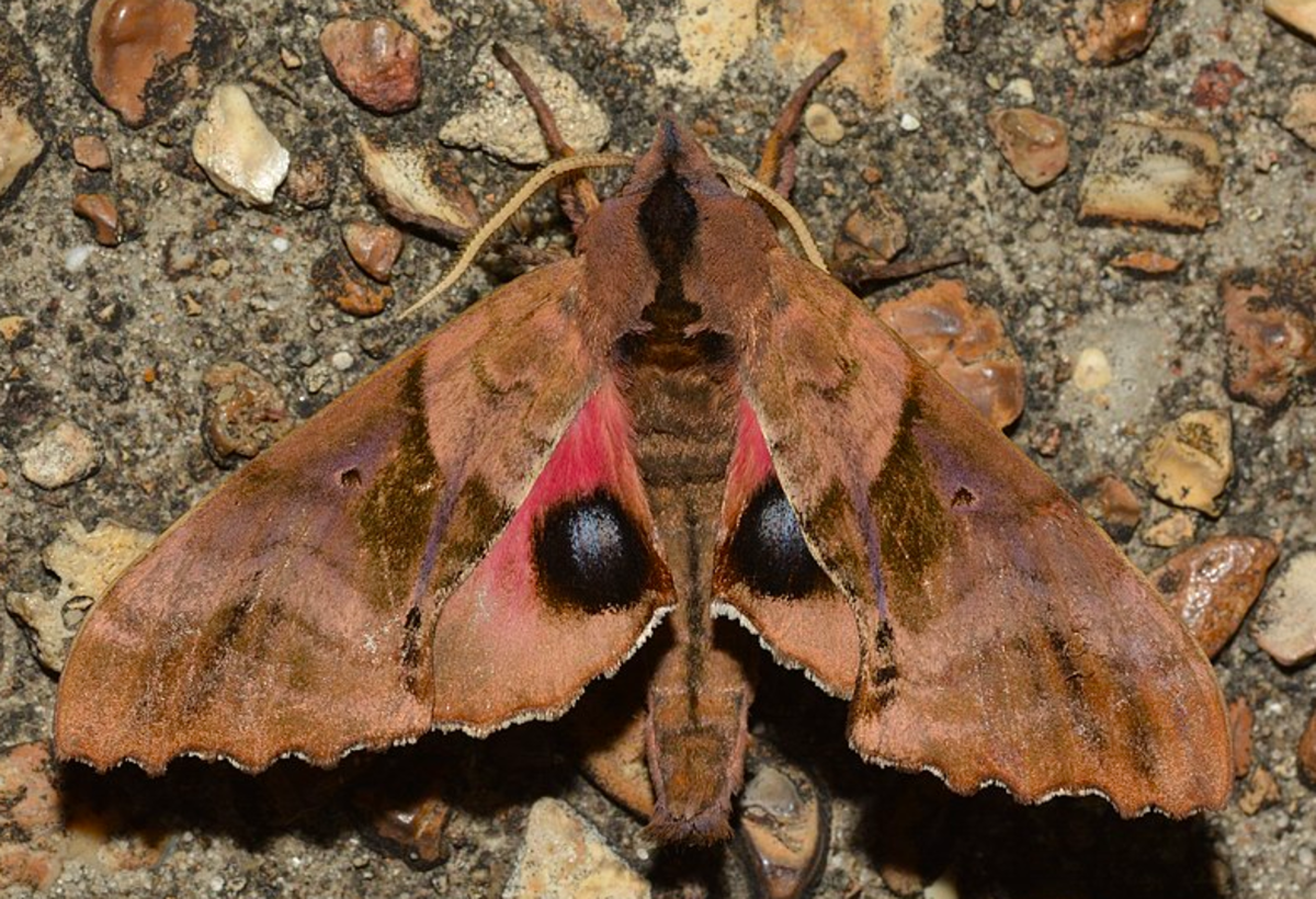Paonias excaecata, a kind of eyed sphinx moth