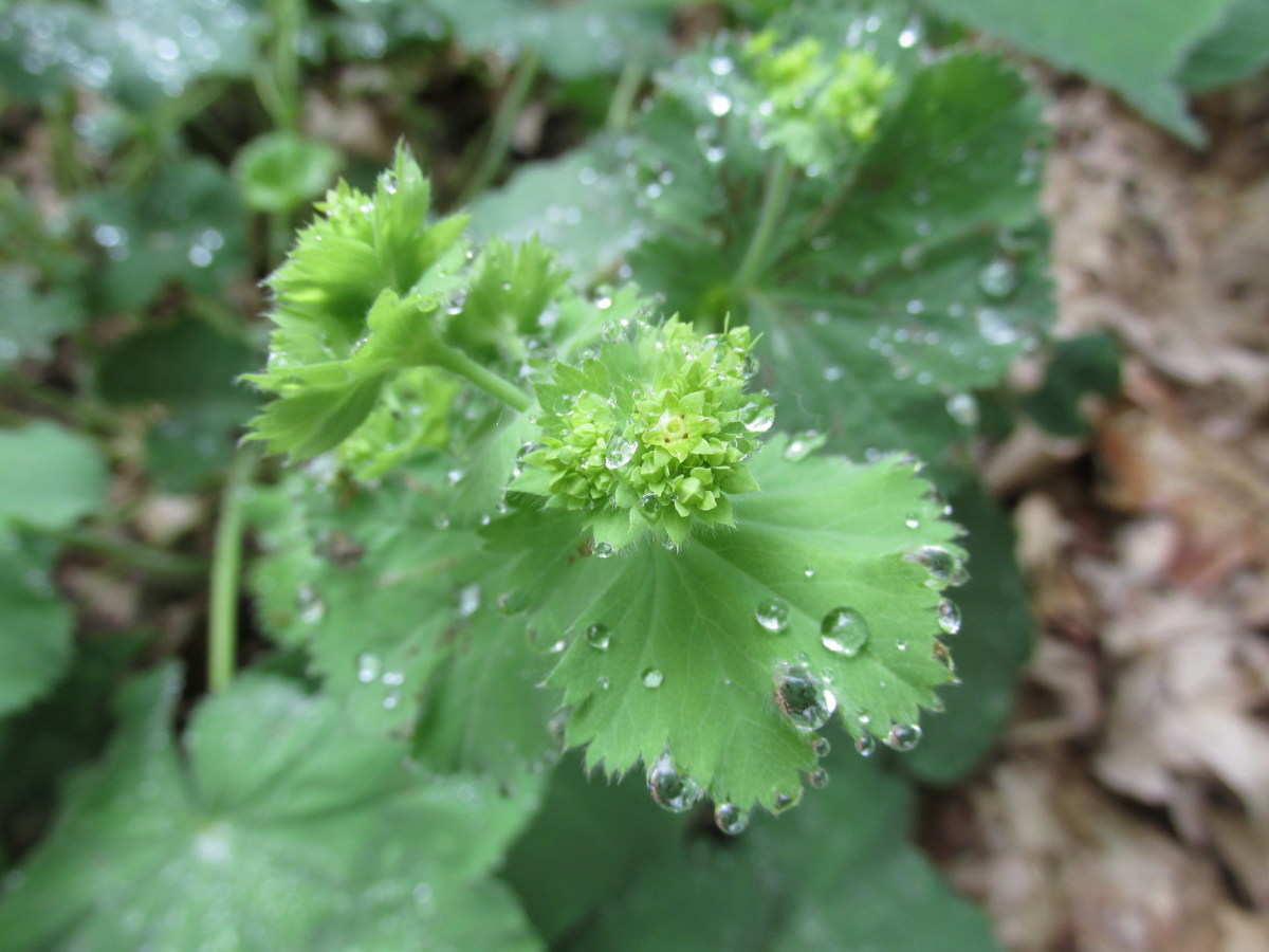 Lady's Mantle.