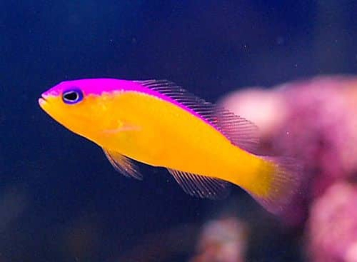 Saltwater Aquarium Fish: How to Care for Bicolor Dottyback
