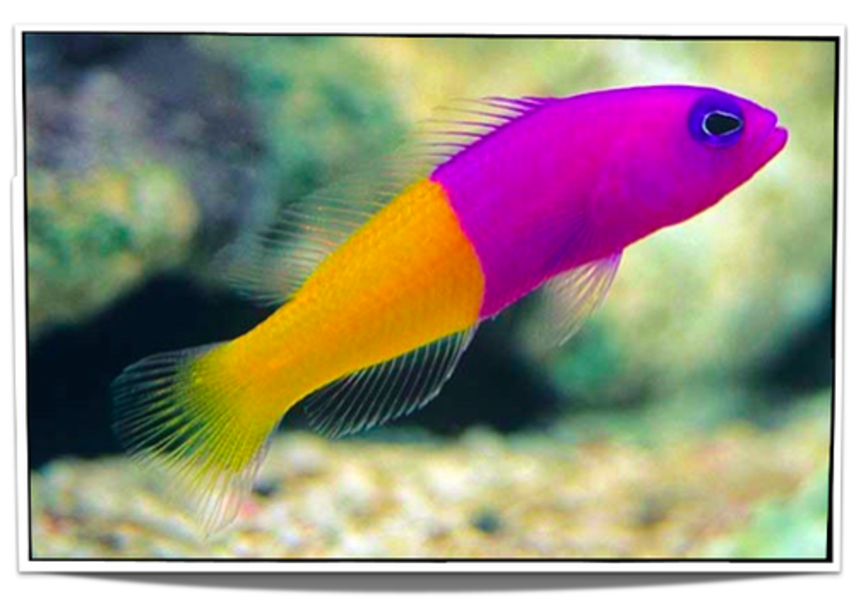 saltwater-aquarium-fish-how-to-care-for-bicolor-dottyback