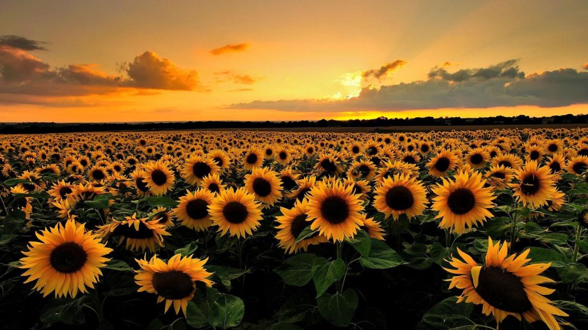 Sunflowers Germinated Love with Sweet Memories