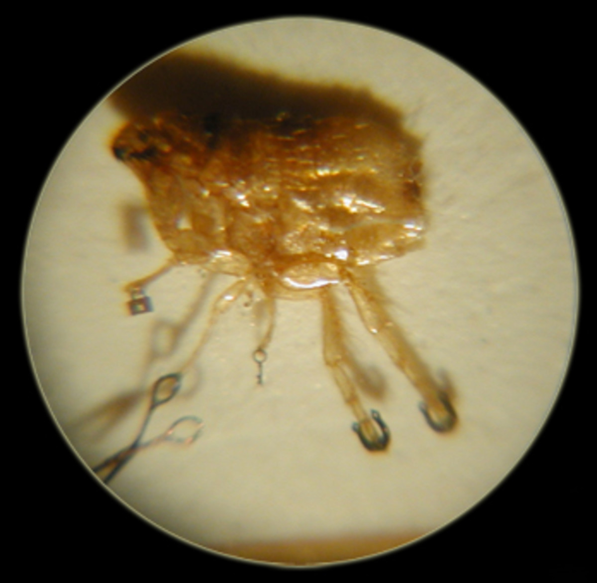 Fleas with tiny tools by Willard Wagin