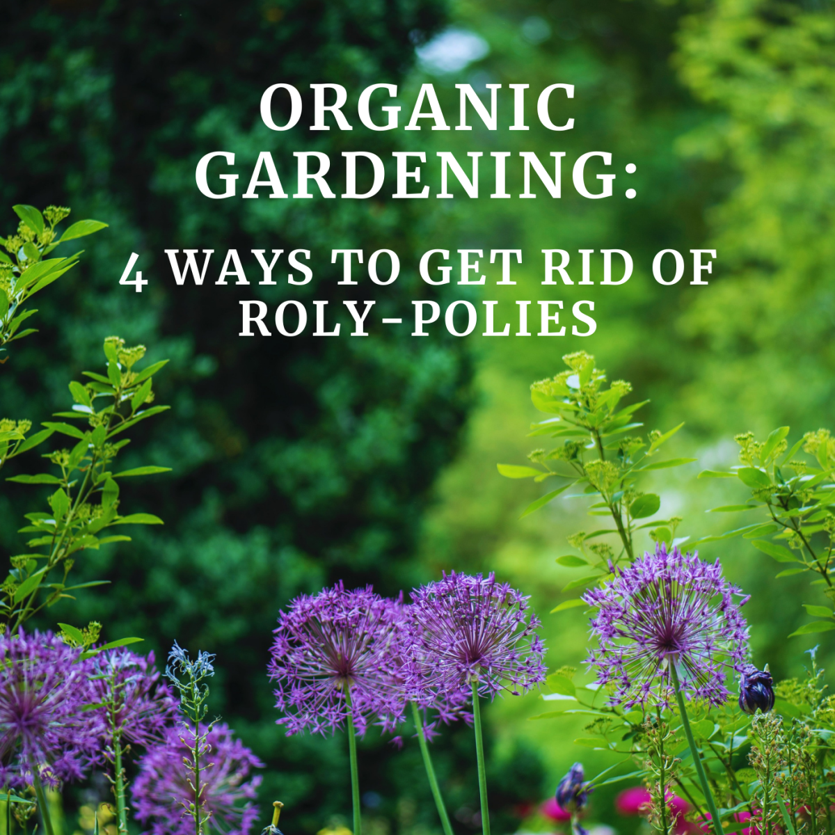 Removing roly-polies and sowbugs from your garden doesn't have to be difficult.