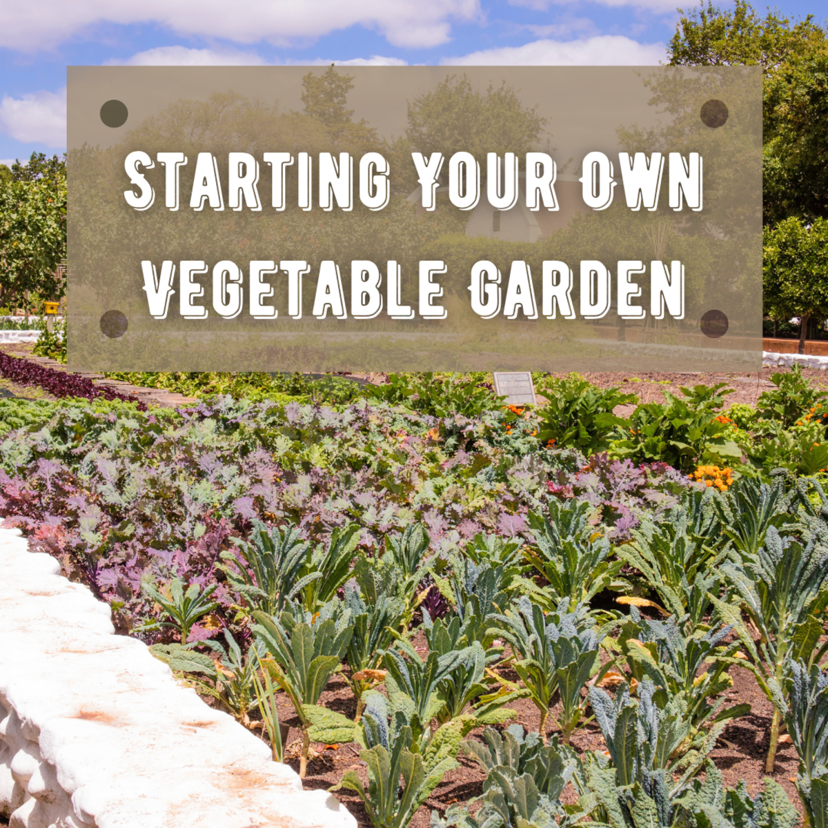 Learn everything you need to know about planting your first vegetable garden, including info on caring, feeding, pests, and diseases.