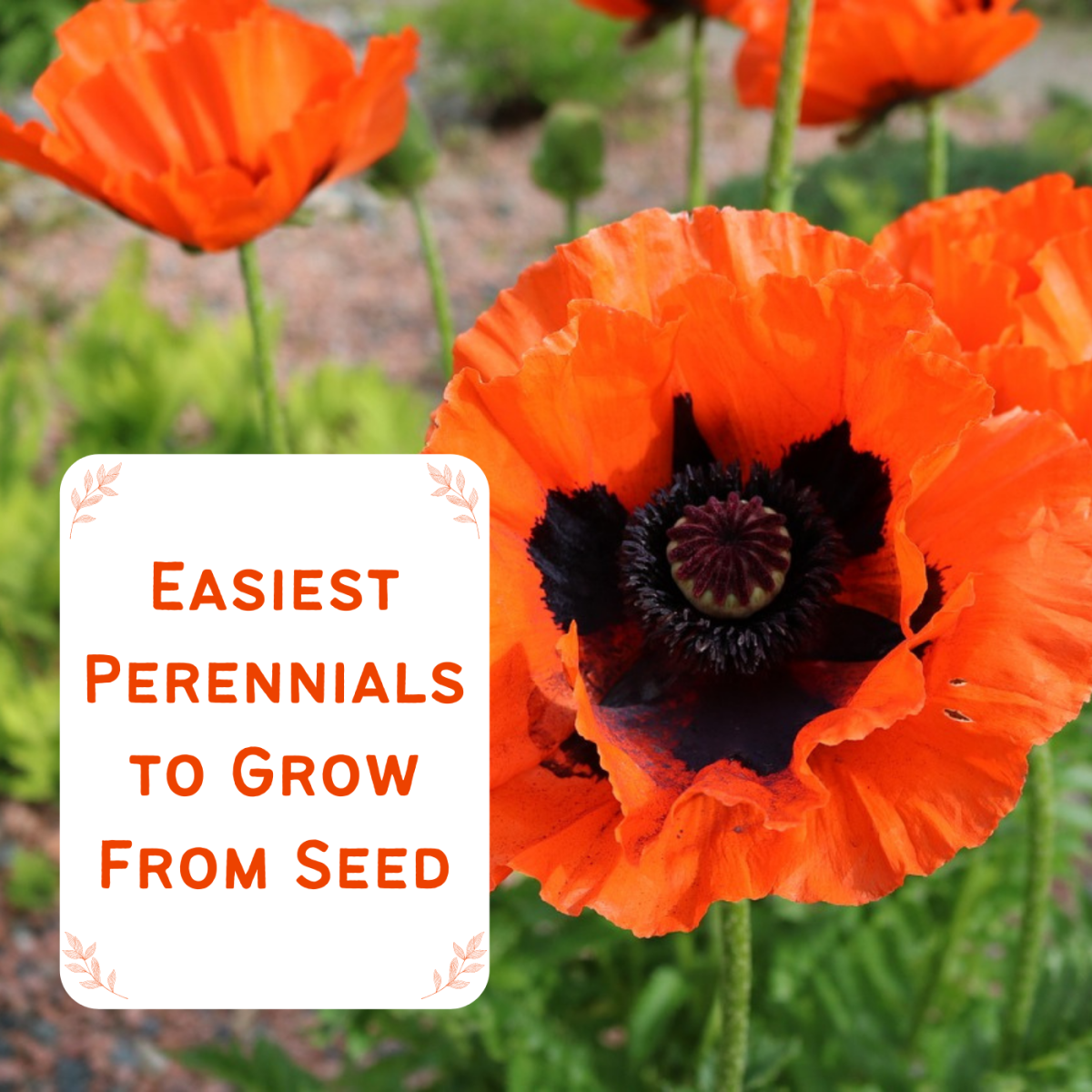 Oriental poppies are easy to grow from seed. Learn more about these and nine other perennials for your garden.