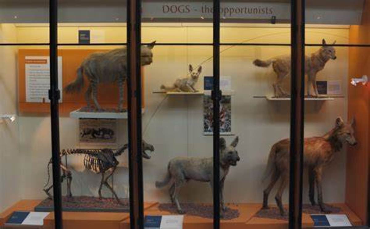 Extinct Dog Breeds From the Last Centuries. HubPages