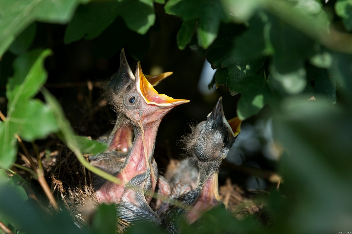 These hungry chicks are safe in their nest concealed by greenery.