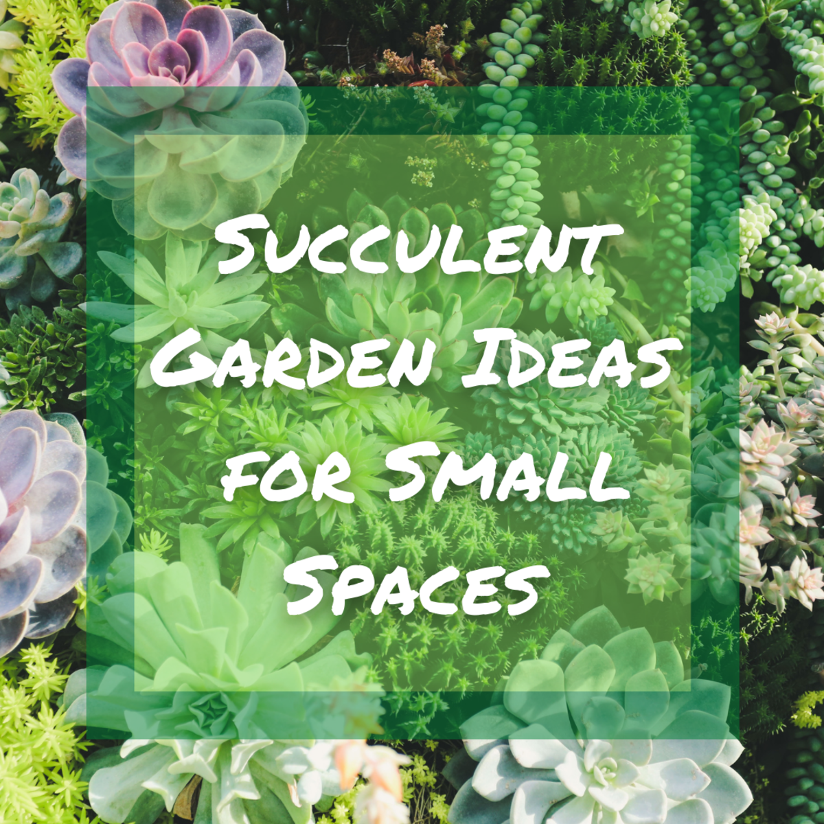 Succulent Gardens for Small Spaces