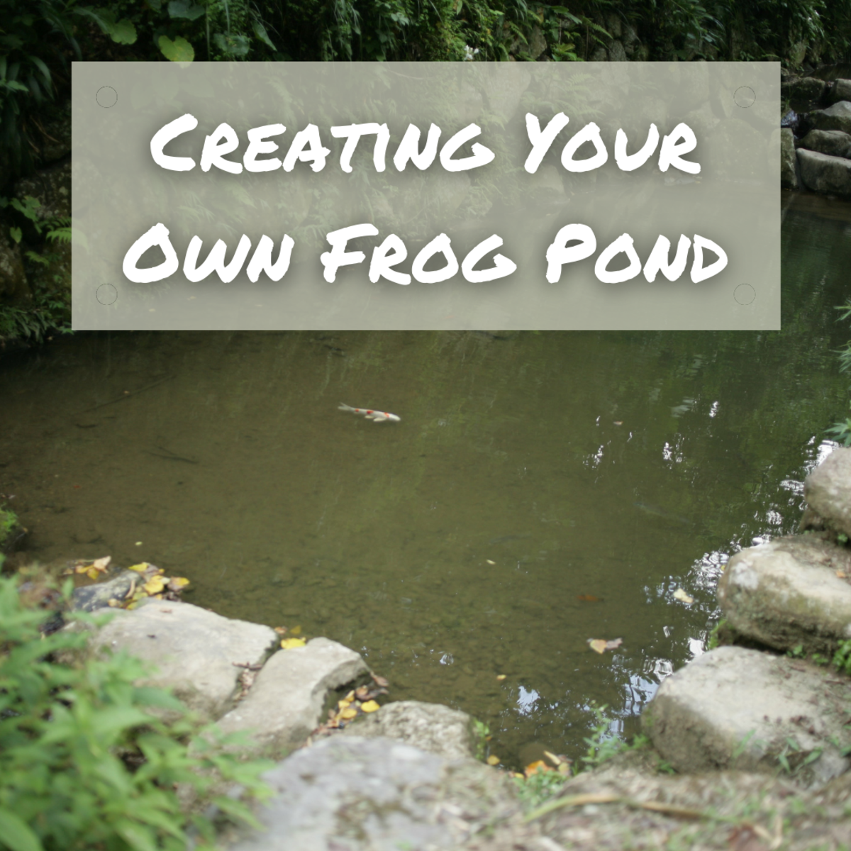 Learn everything you need to know about how (and why) to create your own frog pond!