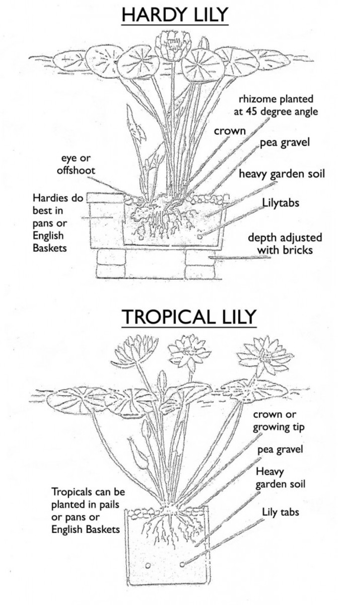 Water Lilies for the Home Aquatic Garden - Dengarden