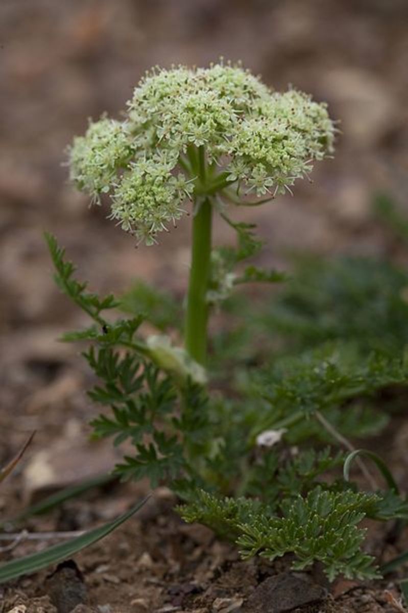Cnidium Flower