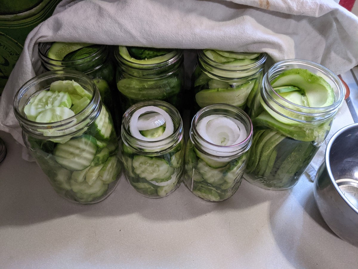 jars packed with raw cucumbers, raw onions, cilantro and a small bit of extra alum