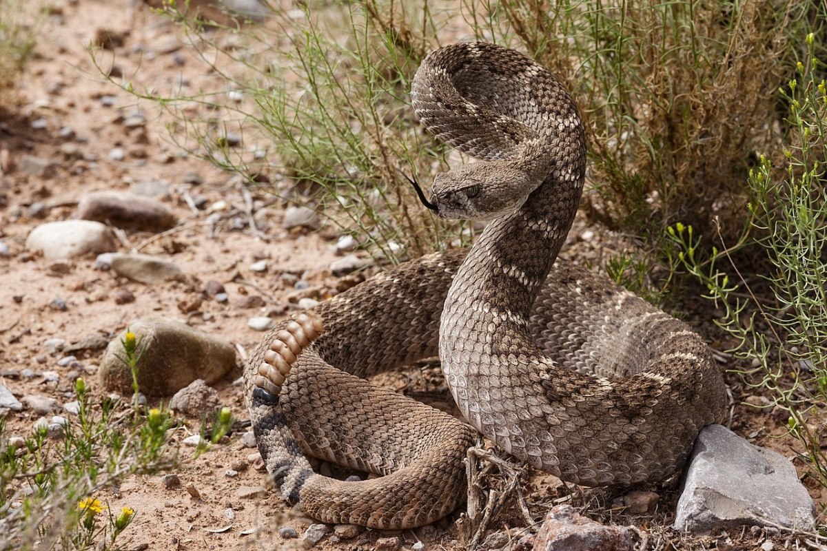 The highly venomous (and deadly) western diamondback rattlesnake.