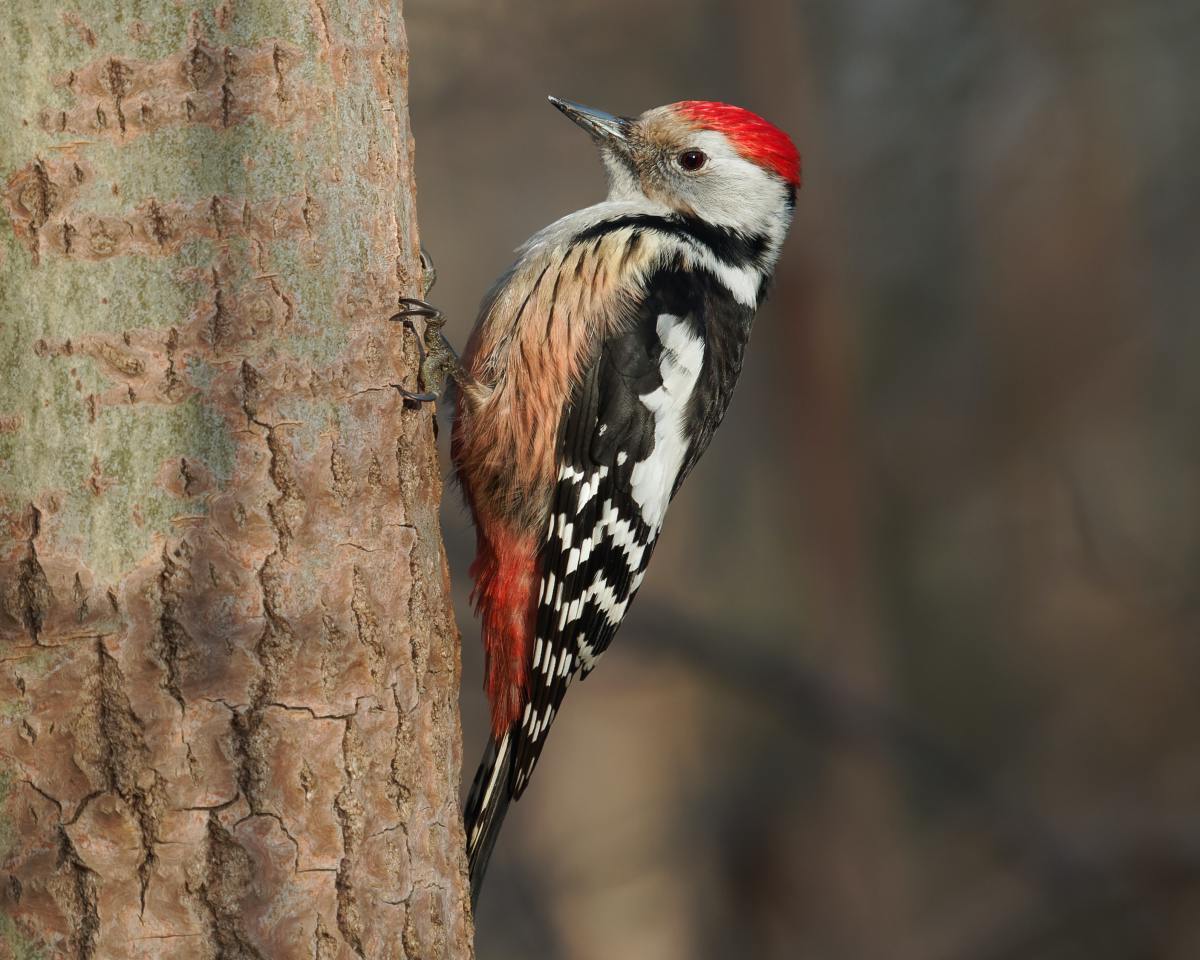 Learn how to stop woodpeckers from damaging your home!