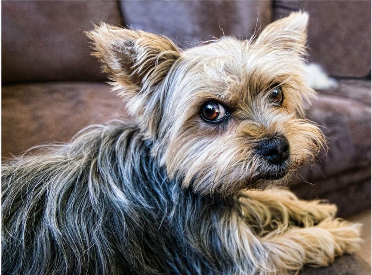 There are several strategies to stop a dog from barking when you sit on the couch. 