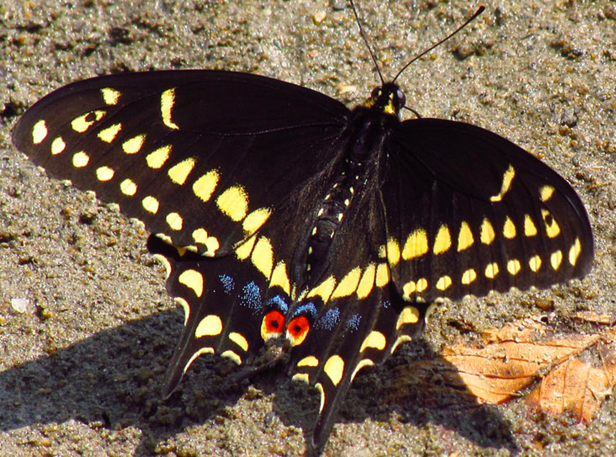 swallowtail-butterflies-of-north-america