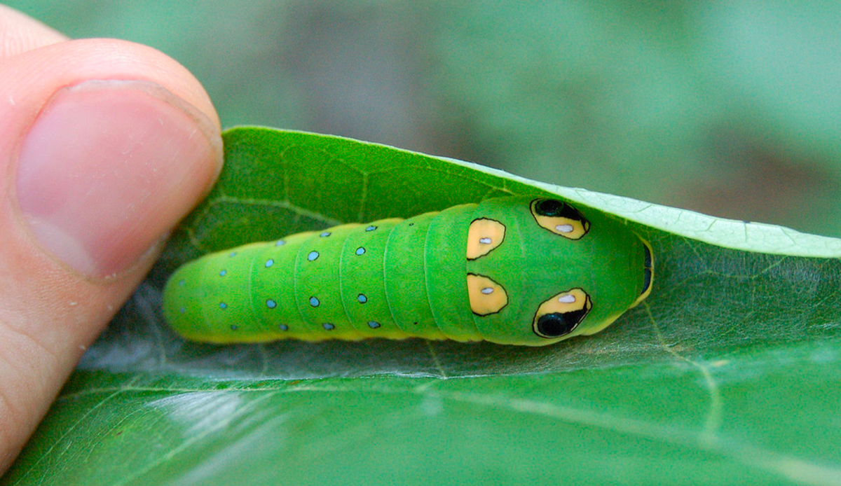 Caterpillar of the spicebush swallowtail, showing false eye-spots