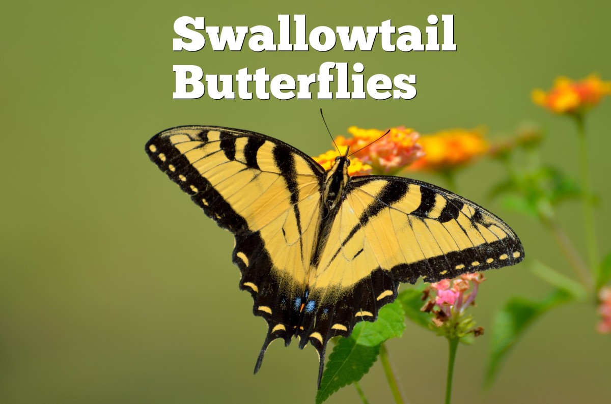 Swallowtail Butterfly Identification: A Quick and Easy Guide to North American Species (With Pictures)