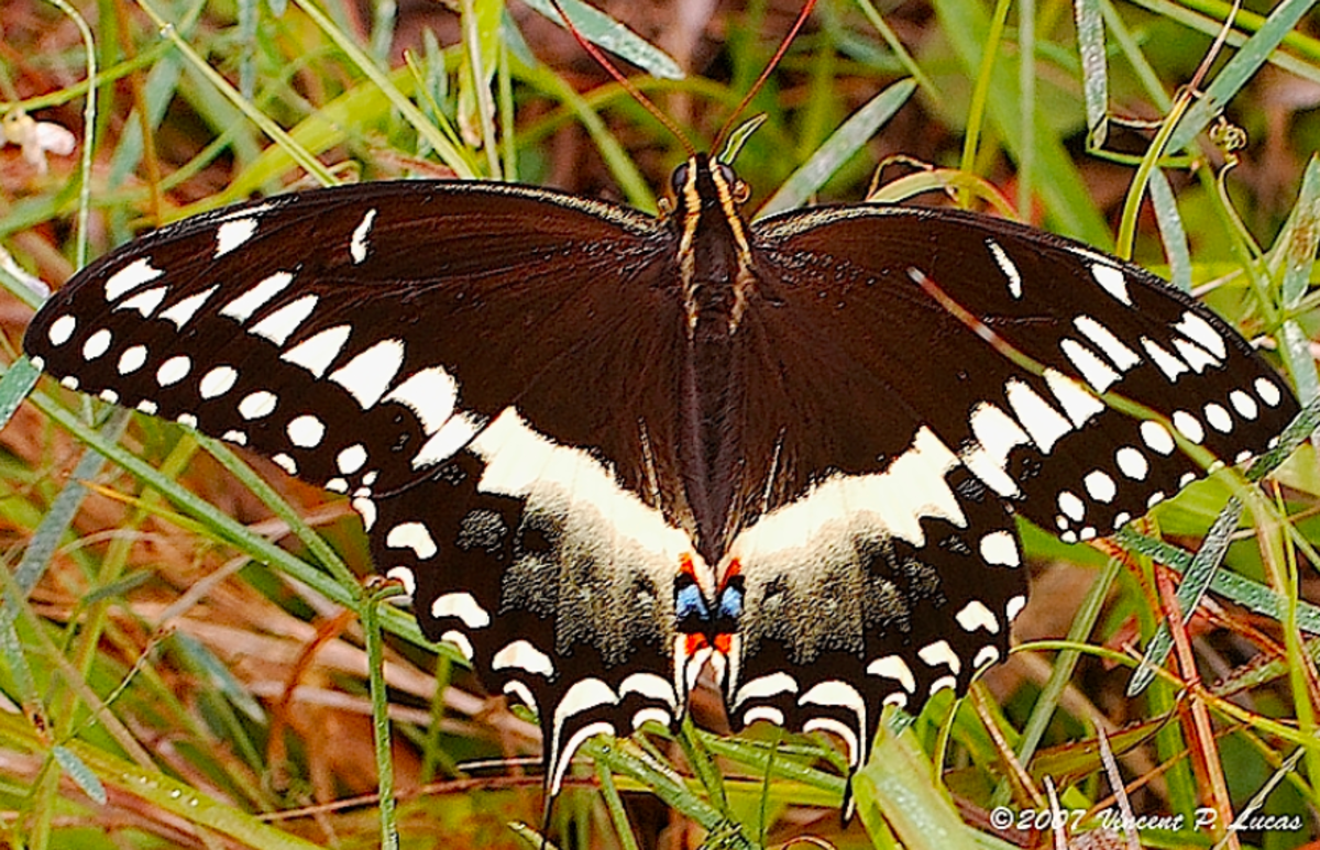 swallowtail-butterflies-of-north-america