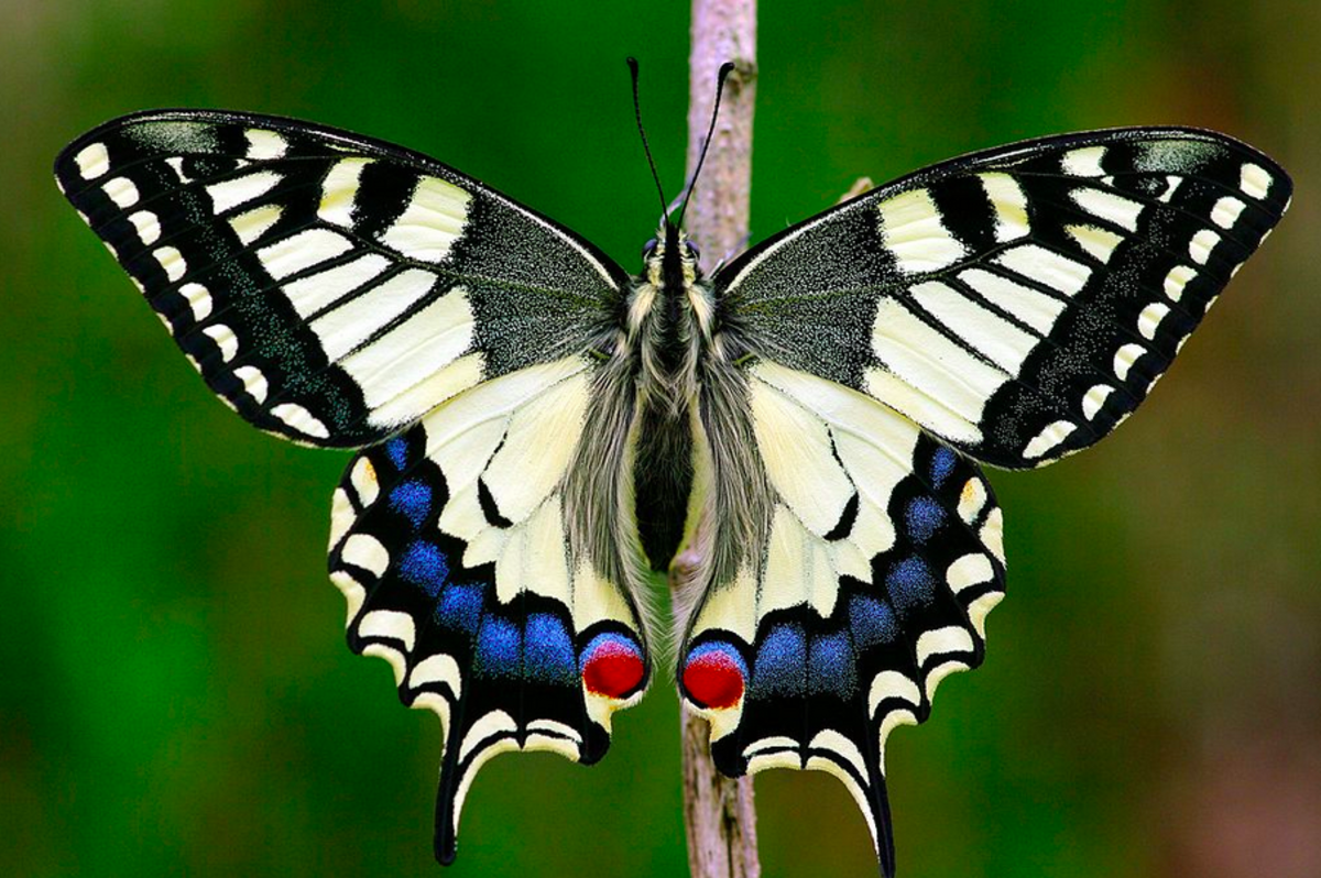 Swallowtail (Papilionidae): Identification, Life Cycle,, 55% OFF