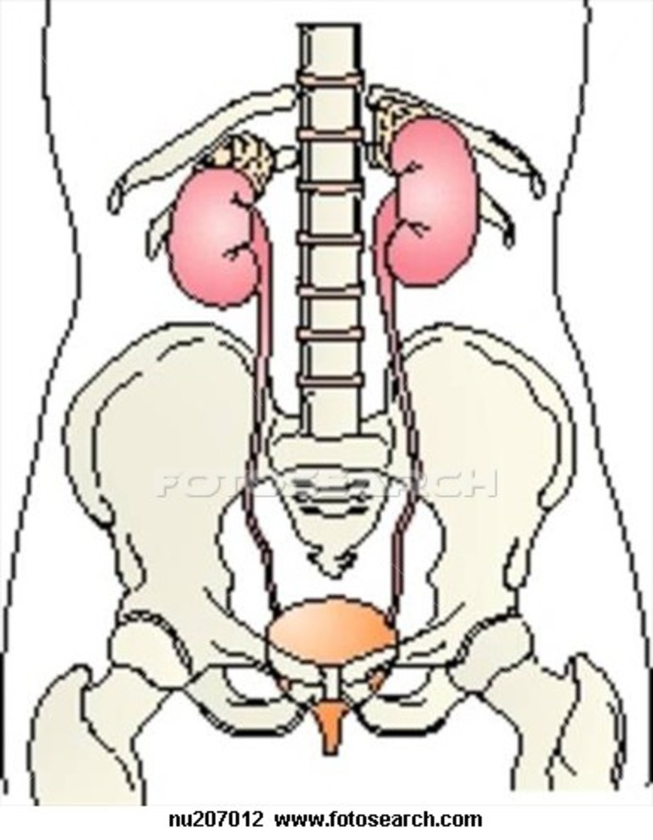 A general overview of the Urinary system