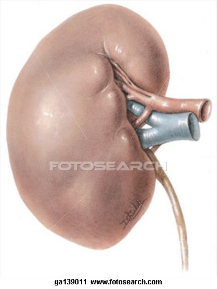 The Kidney is about 150g