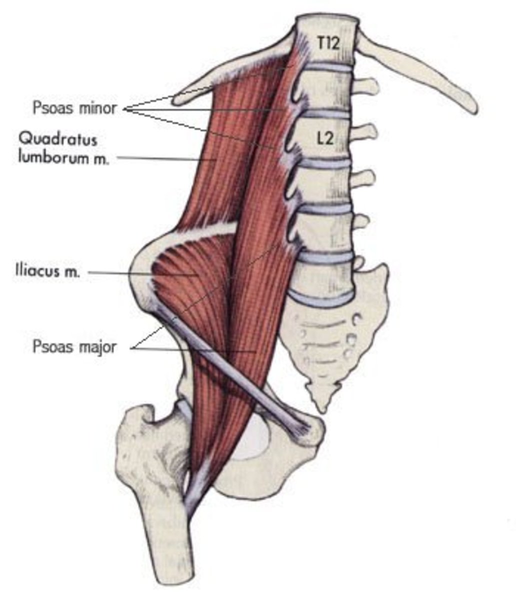 The Kidney lies along the borders of the Psoas Muscles and are therefore obliquely placed.