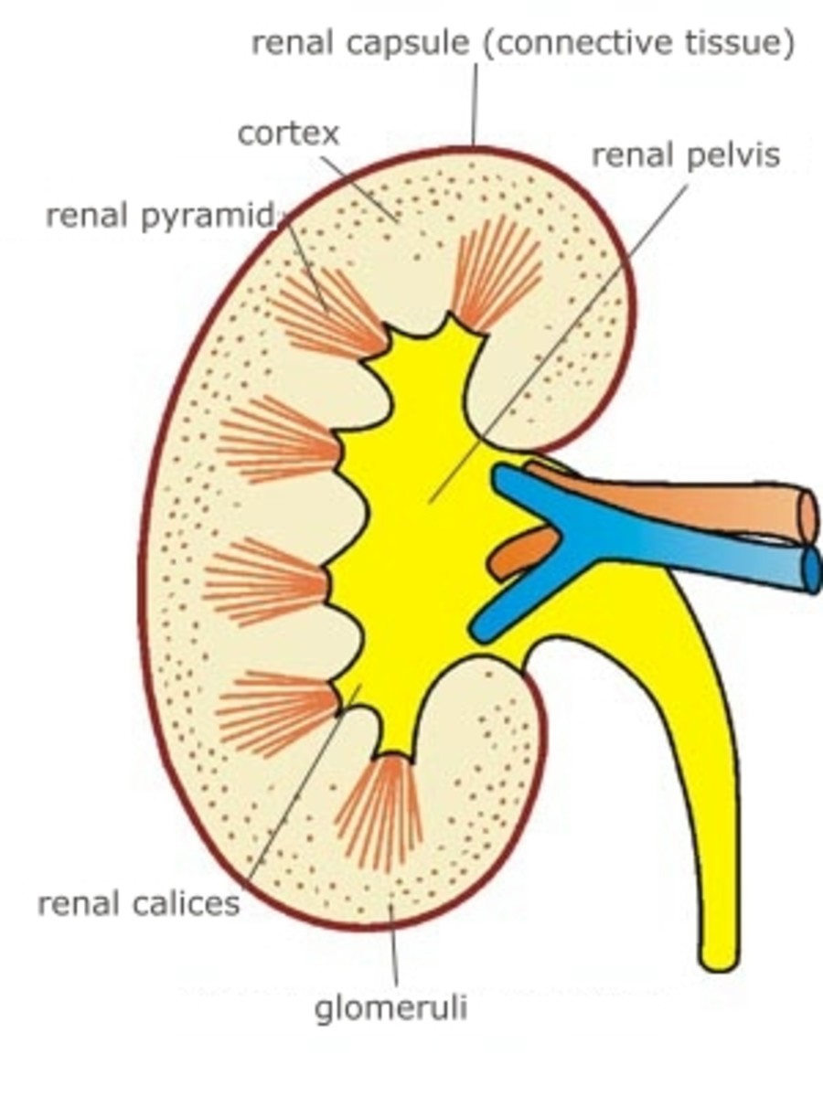 Renal Calices