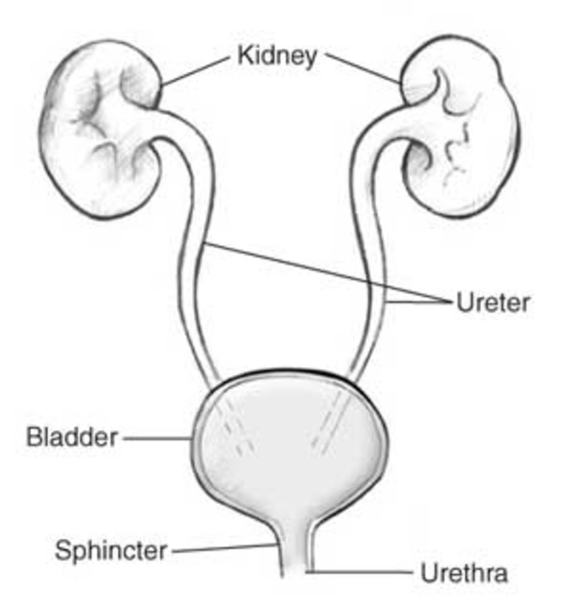 The two Kidneys, Ureter, Bladder and the Urethra all make up the Urinary system.