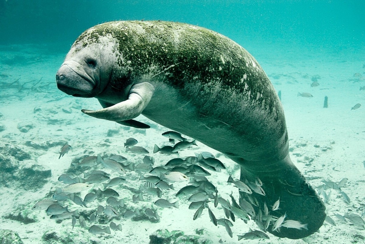 Manatee Species, Facts, And Problems: Intriguing Sea Cows - Owlcation