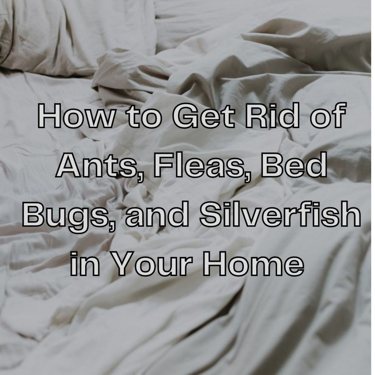 How to Get Rid of Ants, Bedbugs, Fleas, and Silverfish in Your Home