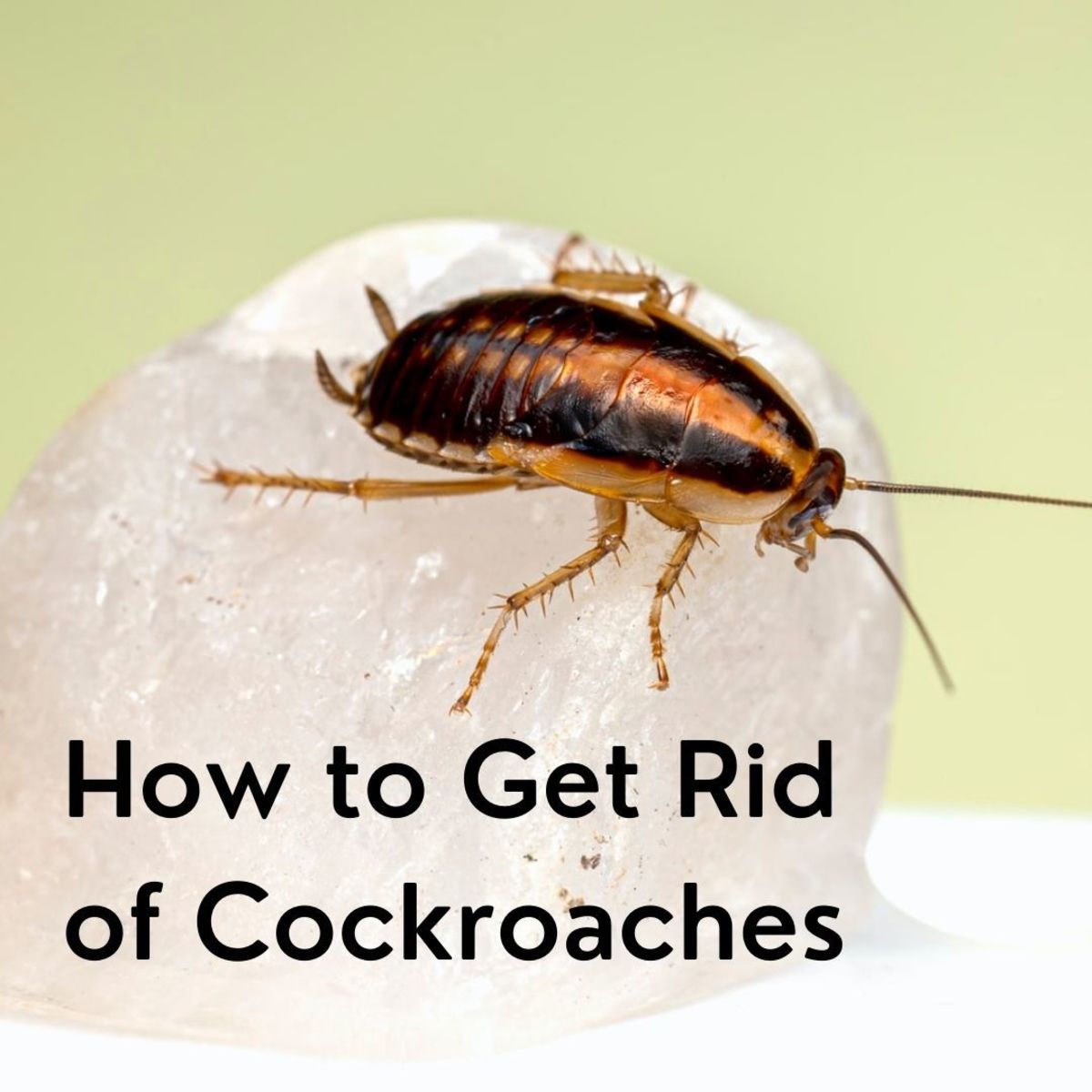Cockroaches are one of the toughest pests in the world to get rid of. 