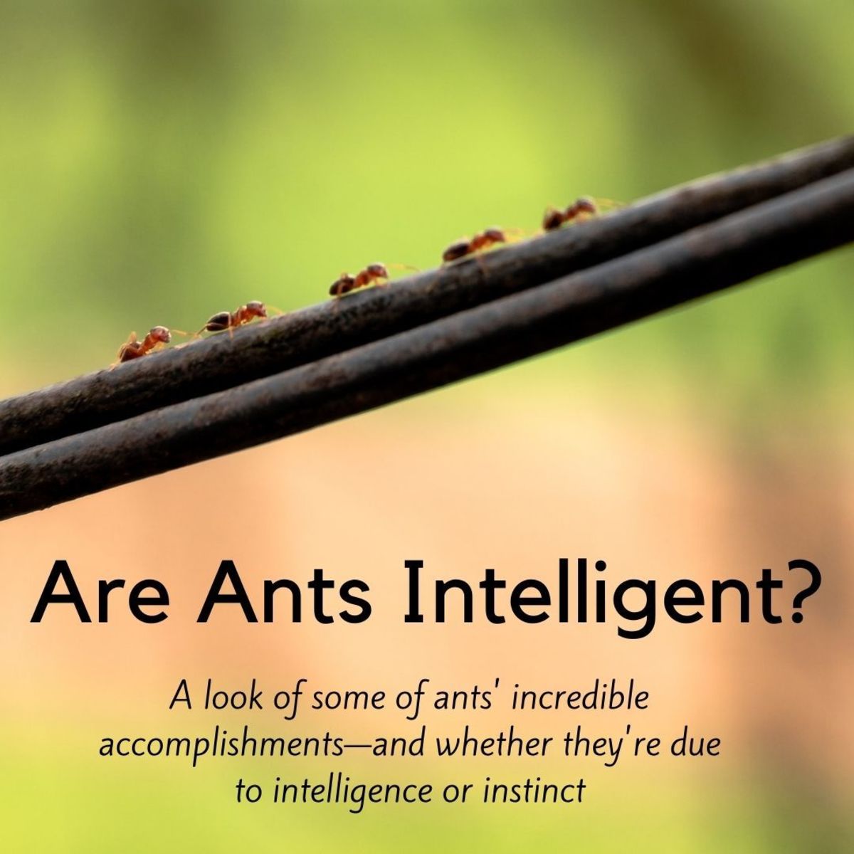 Are Ants Intelligent?